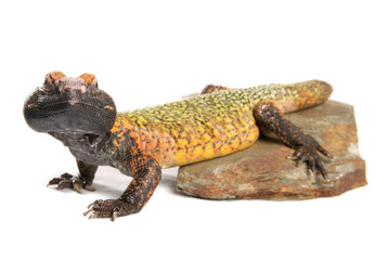 Dabb Lizard