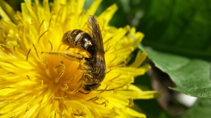 bee on yellow flower