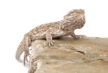 Lawson's dragon