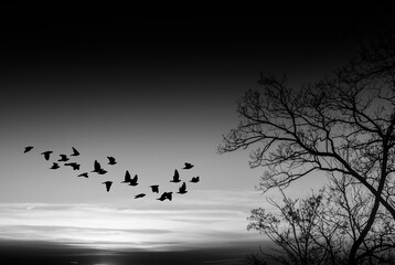 Winter season, flock of birds flying un sunset background, black and white photo
