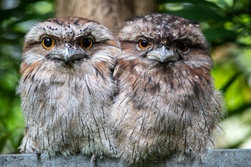 tawny frogmouth , Australian bird, NSW, Manly Beach
