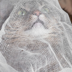 the cat hid in a white cloth
