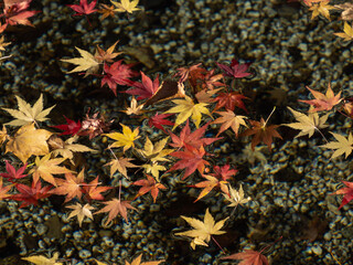 red and yellow leaves