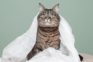 The cat lies wrapped in a shawl. A pet is lying on a sofa with clothes draped over