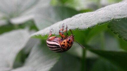 potato beetle on green leaf