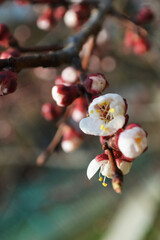 Spring is coming, fowering tree, Nice picture with several green and pink branches close-up. Bright colors. Seasonal beauty.