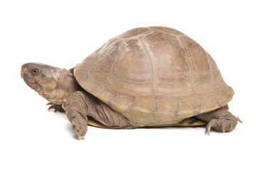 Three-toed box turtle