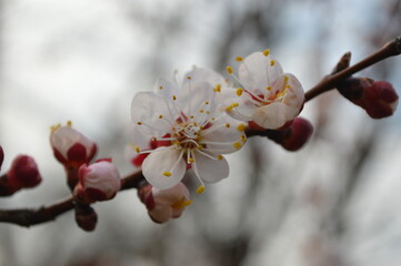 Spring is coming, fowering tree, Nice picture with several green and pink branches close-up. Bright colors. Seasonal beauty.