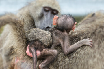 Baboon looking at the new born baby of another female baboon.