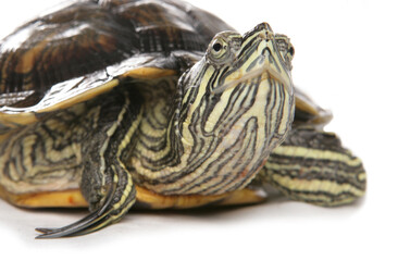 Red-eared slider