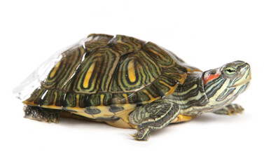 Red-eared slider