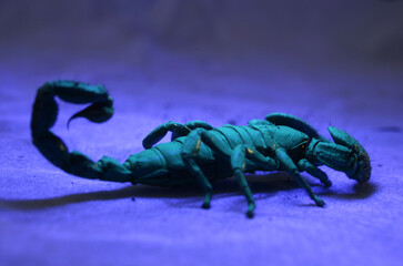 Emperor scorpion