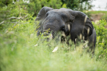 African elephant behind grass after river crossing