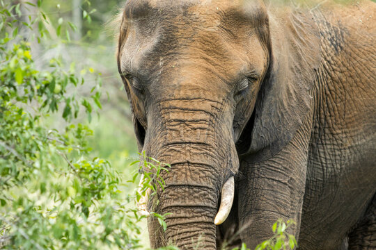 African Elephant Heads Brown With Mud