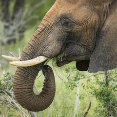 african elephant eating profile
