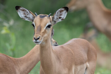 Impala antelope in kruger national park