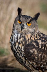 Eurasian Eagle-owl