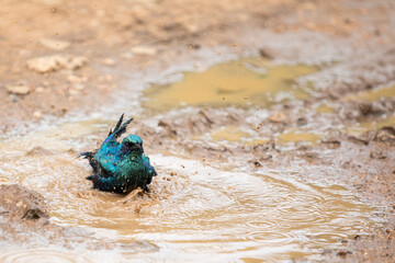 Starling taking a mud bath in the Kruger National Park after rains.