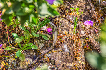 Lagartija paseando entre las plantas buscando su alimento.