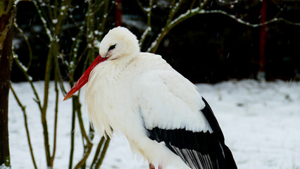 Stork in snow