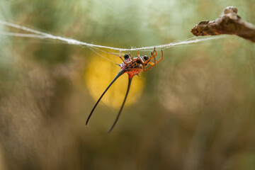 Borneo Forest Spiders
