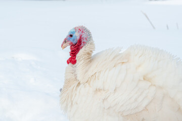 Young white turkey walks in the snow on winter grazing close-up