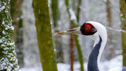 White-naped Crane in snow