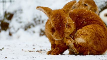 Brown rabbits in snow