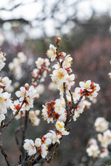 梅の花