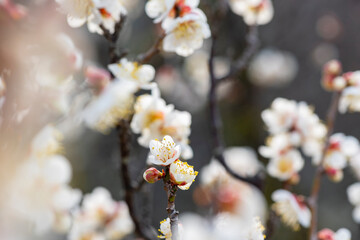 梅の花