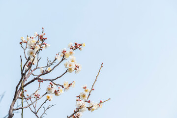梅の花