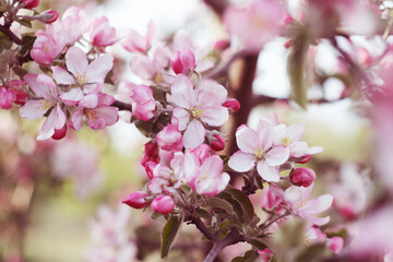 Obraz na płótnie Canvas beautiful pink spring flowers