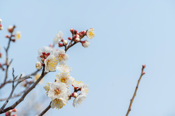 梅の花