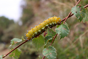 Chenille de Grand Paon de nuit Saturnia pyri