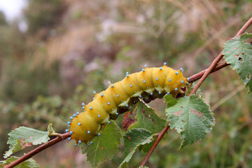 Chenille de Grand Paon de nuit Saturnia pyri