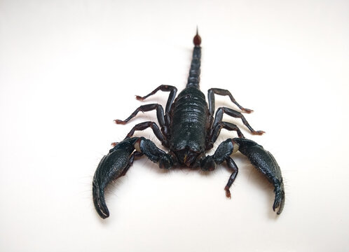 the Asian blue forest scorpion (Heterometrus cyaneus) isolated on white background
