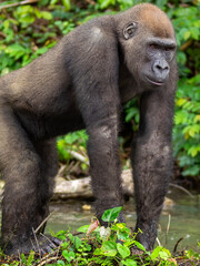 A Western gorilla (Gorilla gorilla) Africa Gabon.