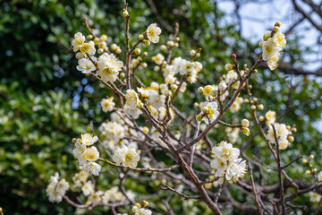 梅の花