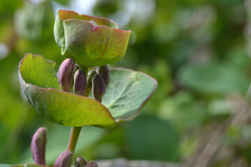 Young leaves and buds of the inflorescence of the decorative liana honeysuckle Lonicera caprifolium. Spring natural green background