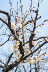 梅の花