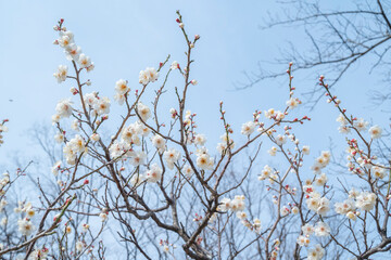 梅の花