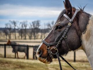 Obraz premium portrait of a horse