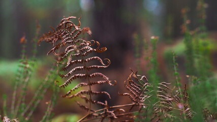Feuilles de fougère desséchées, vues de près, en hiver, dans la forêt des Landes de Gascogne