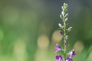 delicate purple flower buds in spring