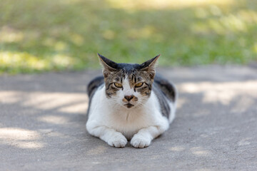 Naklejka na ściany i meble Adorable Cat Sitting On The Ground, Thailand.