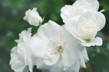 Fototapeta na wymiar white rose buds in selective focus