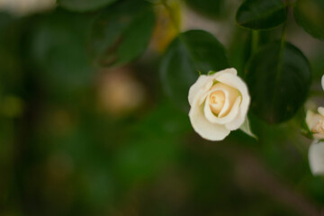 white small rose