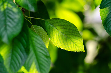 young green leaves in selective focus