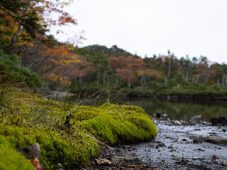 moss covered rocks