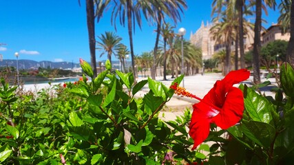 hibiskus in palma de mallorca © Daniela